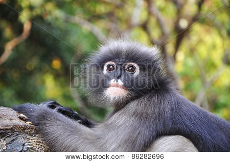 Dusky Leaf Monkey.