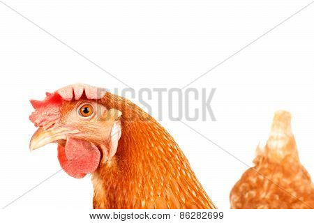 Close Up Of Chicken Head Funny Acting Isolated White Background