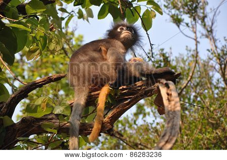 Dusky Leaf Monkey.