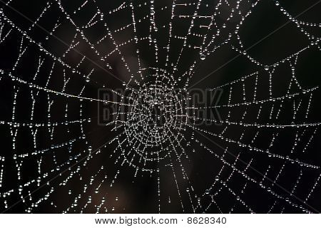 Spinnennetz