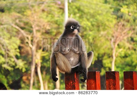 Dusky Leaf Monkey.