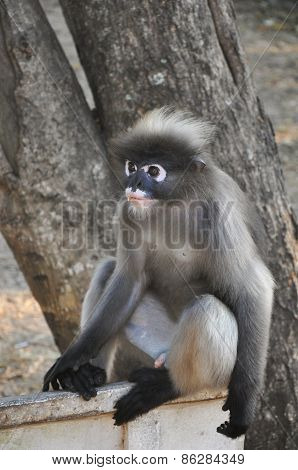 Dusky Leaf Monkey.