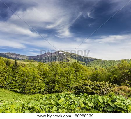 Carpathian Spring Landscape