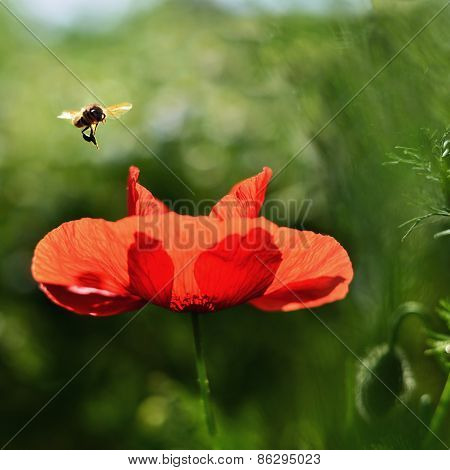Bee and Poppy