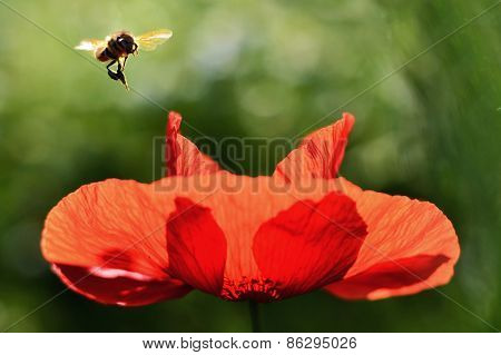 Bee is flying over the Poppy