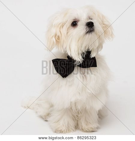 White Maltese dog