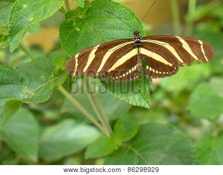 Butterfly brown and yellow striped