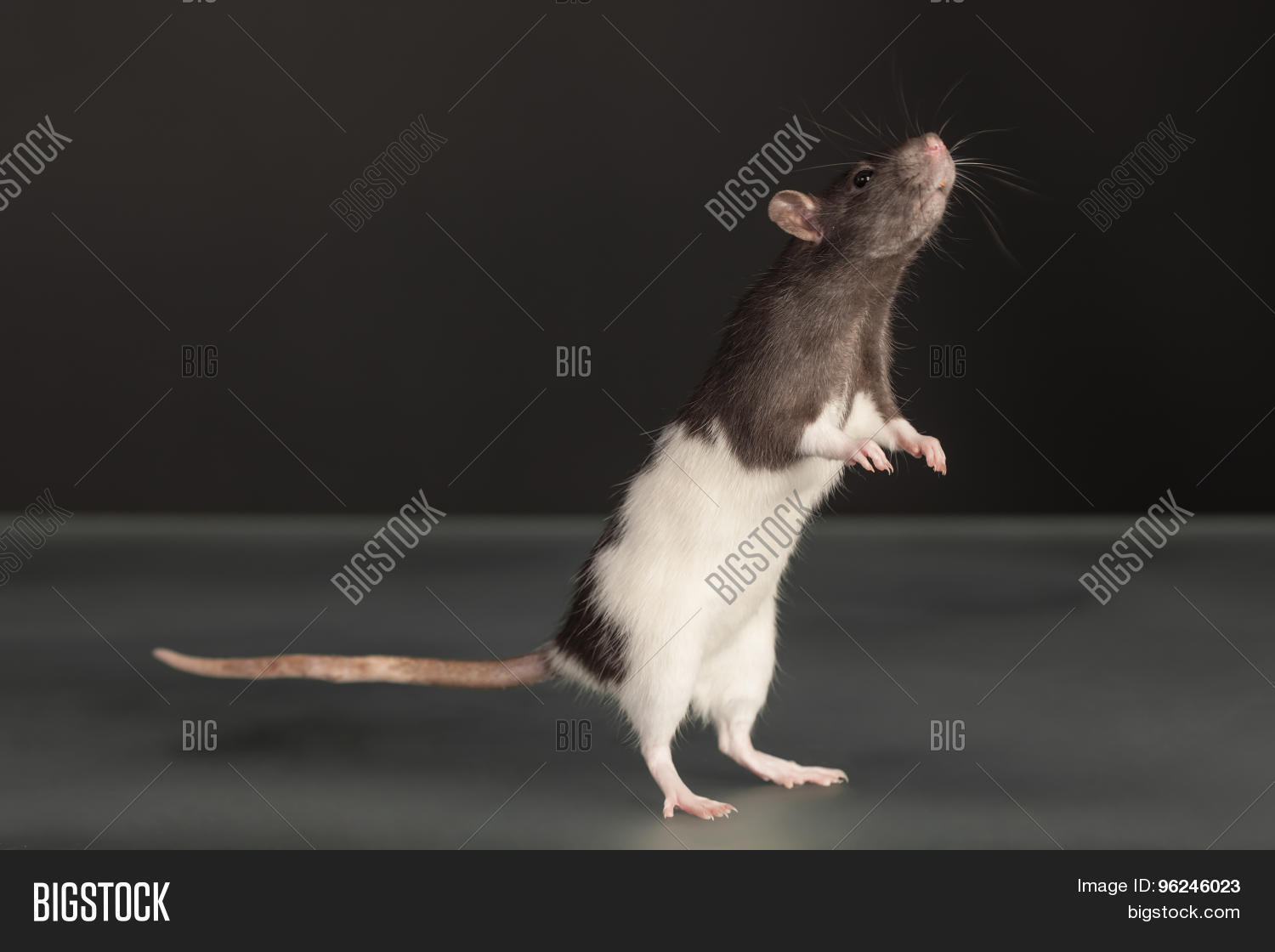 Говорят животные голоса животных. Белая мышка живая. Сумчатая мышь. Мышь трясется. Мышь трясется.