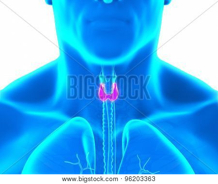 Human Thyroid Gland