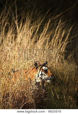 Tigre reale del Bengala.