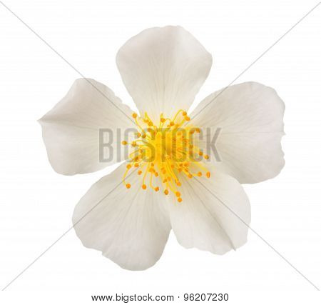 White Dog Rose