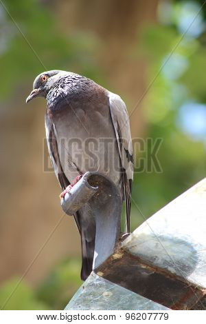 Pigeon Standing On A Water Fountain. Cours Mirabeau Aix-en-provence