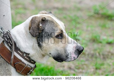 Dog During Walking