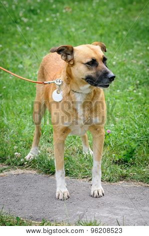 Dog During Walking