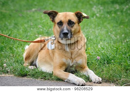 Dog During Walking