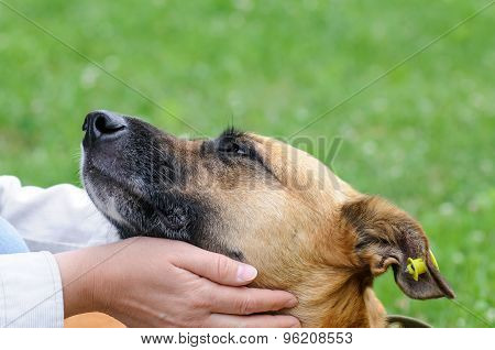 Dog During Walking