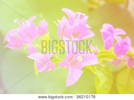 Beautiful Flowers With Soft Focus Color Filtered Background