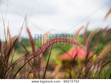 Poaceae Grass Flower In The Lawn.