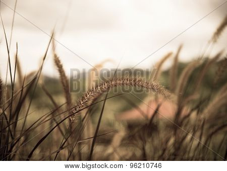 Poaceae Grass Flower In The Lawn.