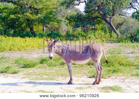 Donkey On The Field
