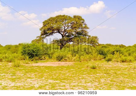 Landscape In Botswana