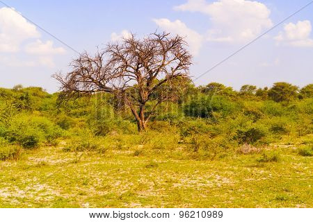 Landscape In Botswana