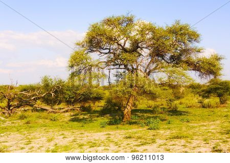 Landscape In Botswana