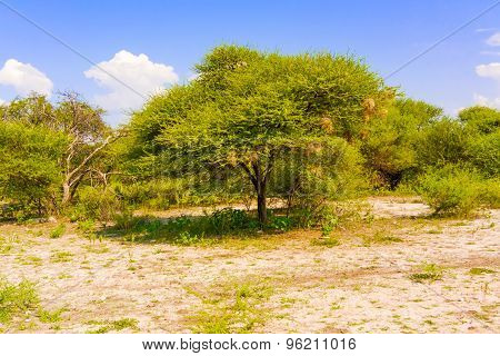 Landscape In Botswana