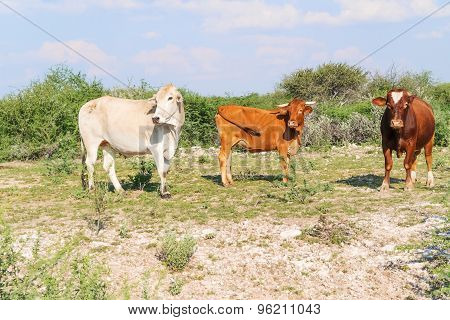 Cows On The Field