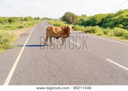 Cow On The Road In Botswana.