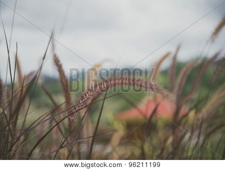 Poaceae Grass Flower Blowing In The Wind Motion Blur