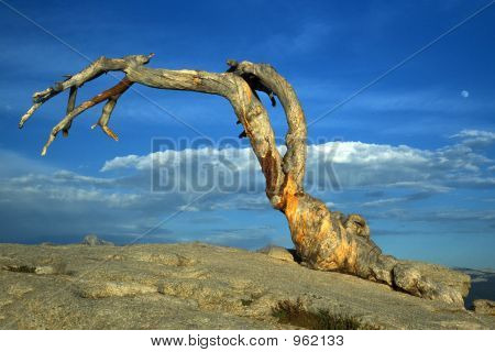 Jeffrey Pine In Yosemite