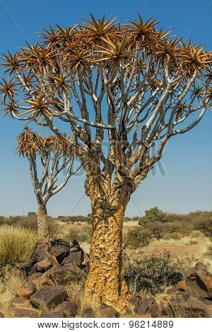 Giant aloe