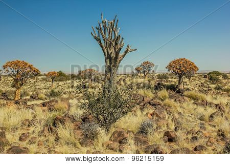 Quiver Tree Forest