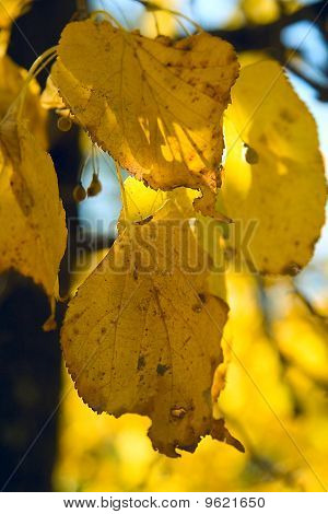 Autumnal Linden Tree Leaves