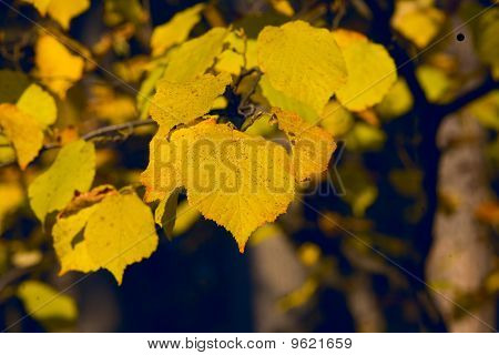 Yellow Linden Leafs