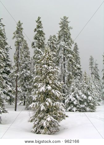 Zimní Forrest