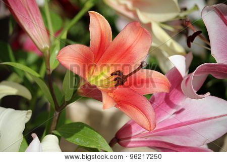 Orange And Purple Lilies