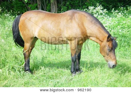 Pferd