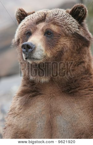Brun björn porträtt