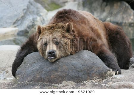 Brunbjörn som vilar
