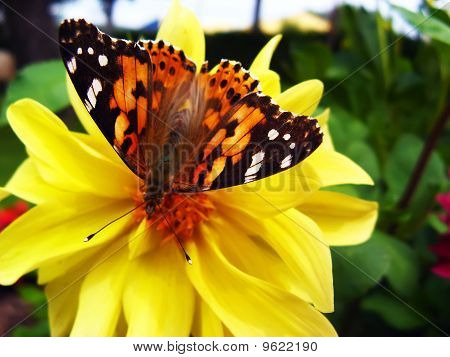 Farfalla