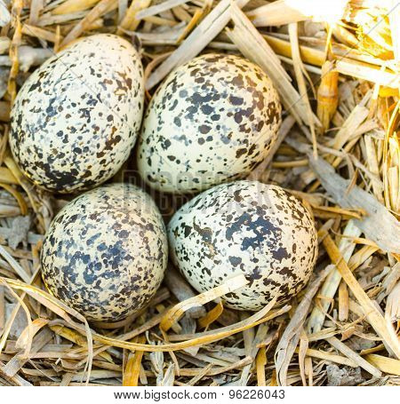 Killdeer eggs in nest.