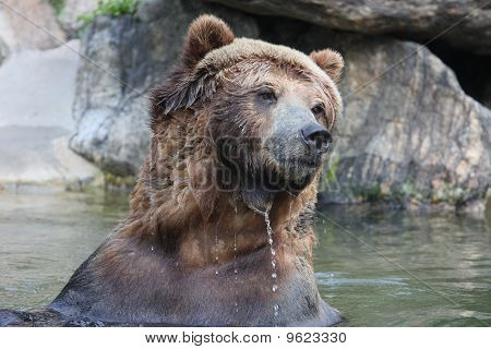 Bwrown Björn i vattnet