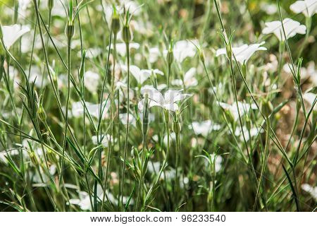 Beautiful wild flowers, outdoors