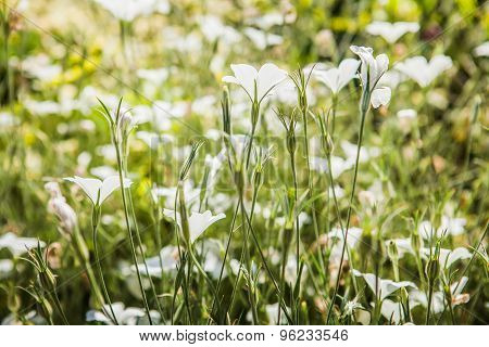 Beautiful wild flowers, outdoors