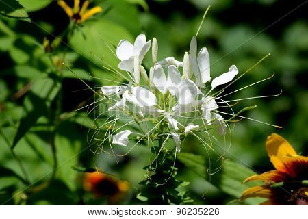 White Plant