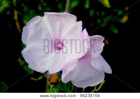 pink flower