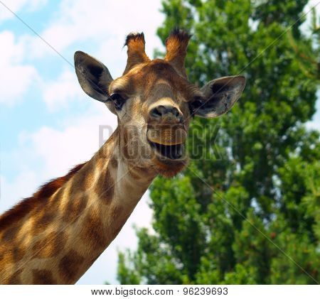 The Surprised Giraffe