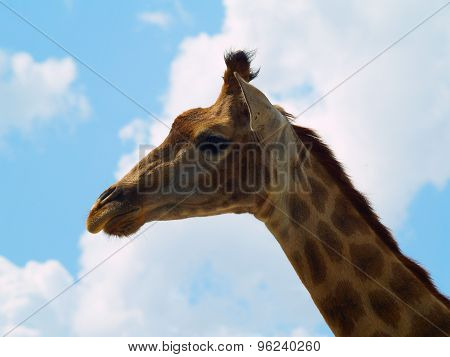 Head Of A Giraffe